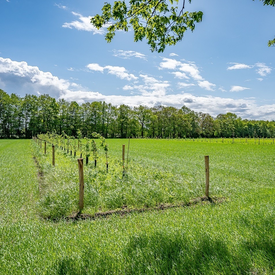 Wolboom 02